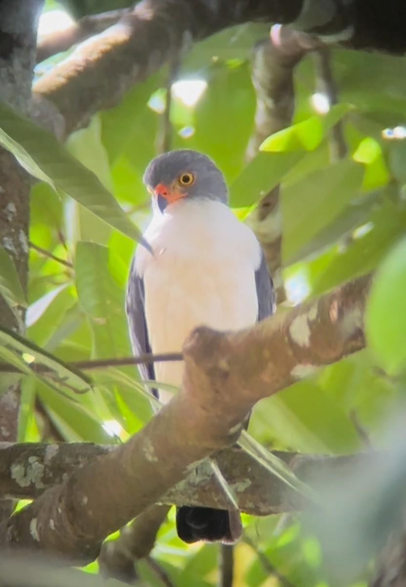 Semiplumbeous Hawk - Luis Enrique Fernández Sánchez