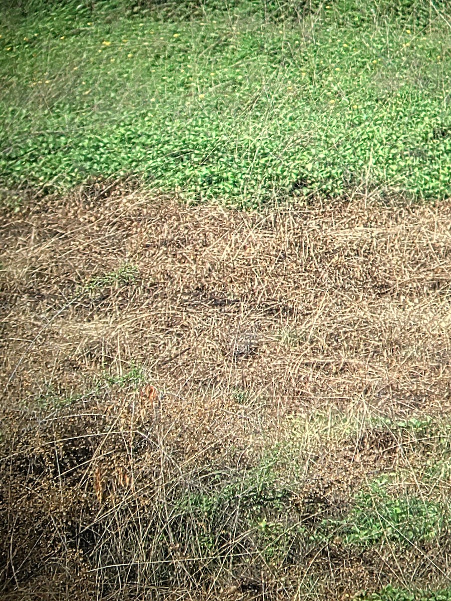 Gray Francolin - ML620709300