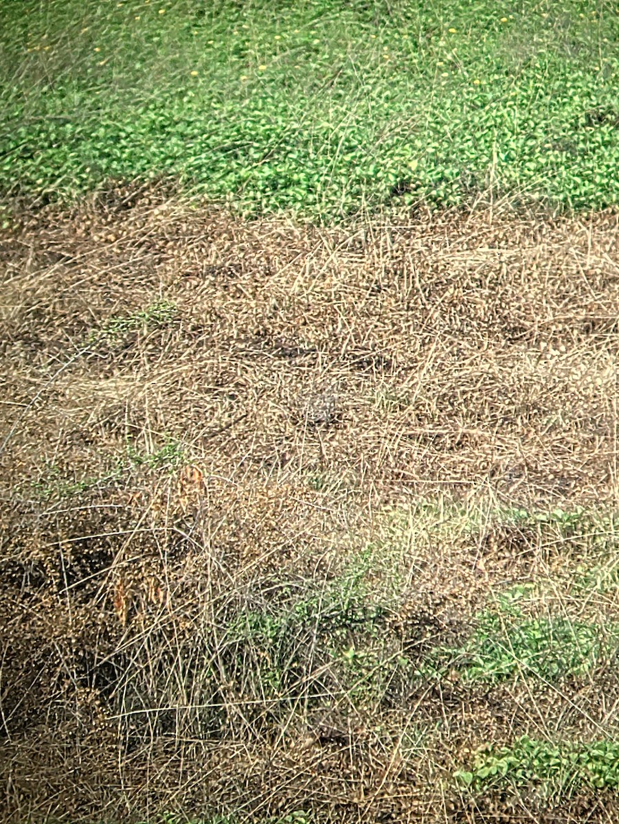 Gray Francolin - ML620709301