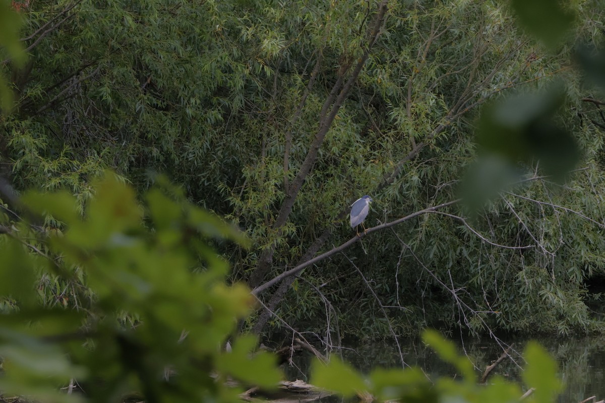 Black-crowned Night Heron - ML620709323