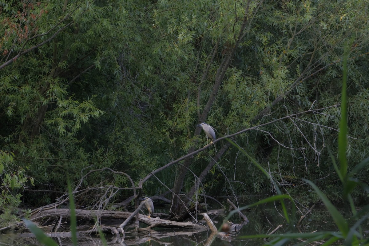 Black-crowned Night Heron - ML620709324