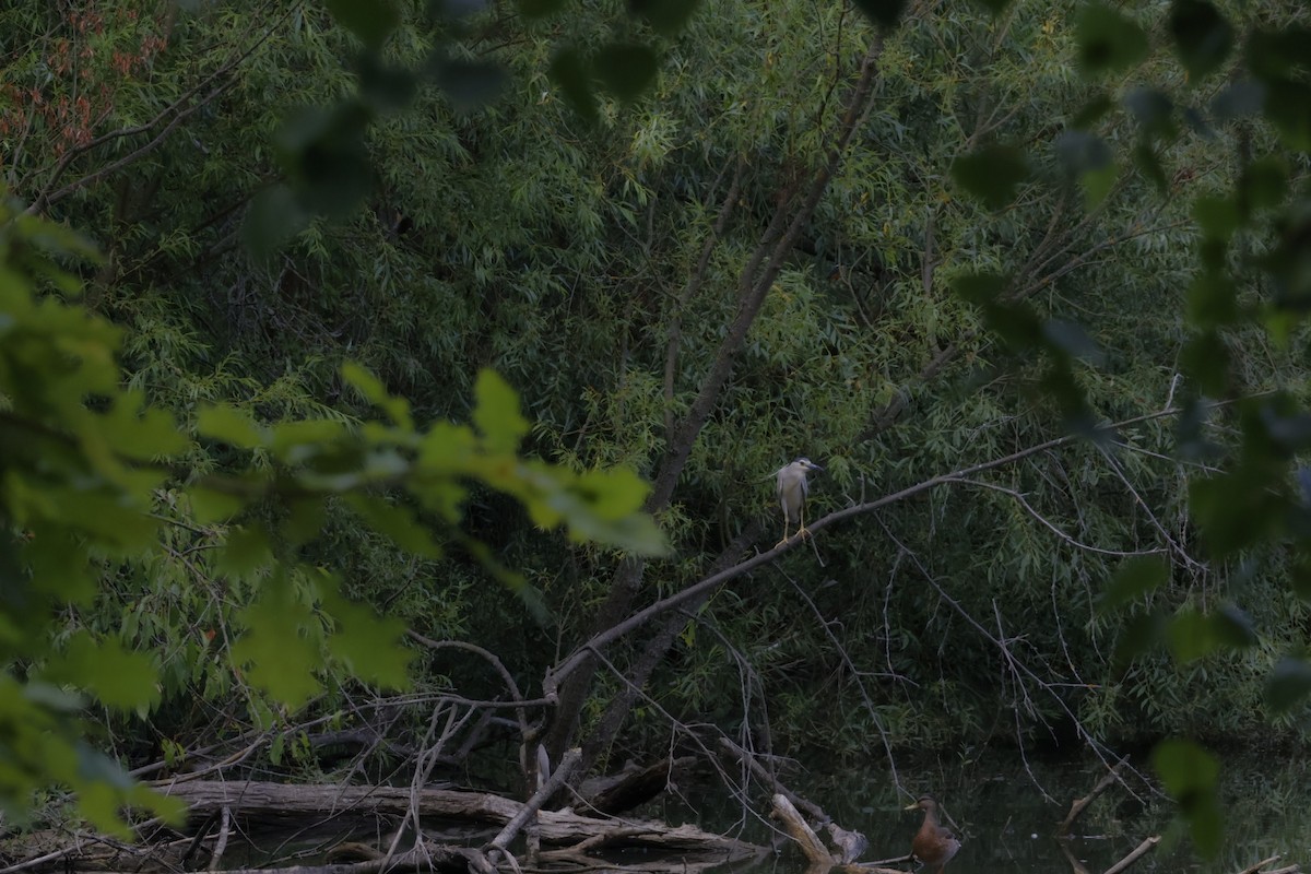 Black-crowned Night Heron - ML620709325