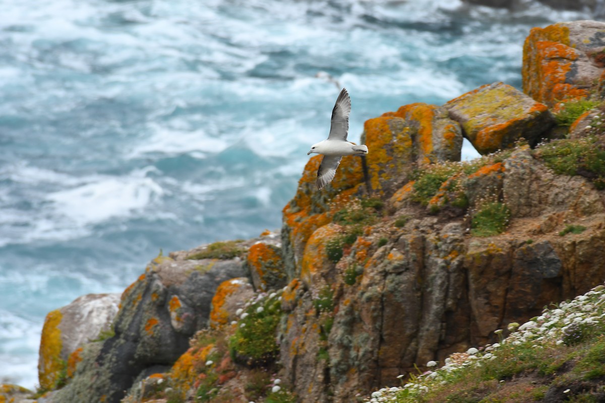 Northern Fulmar - Robert Biermann