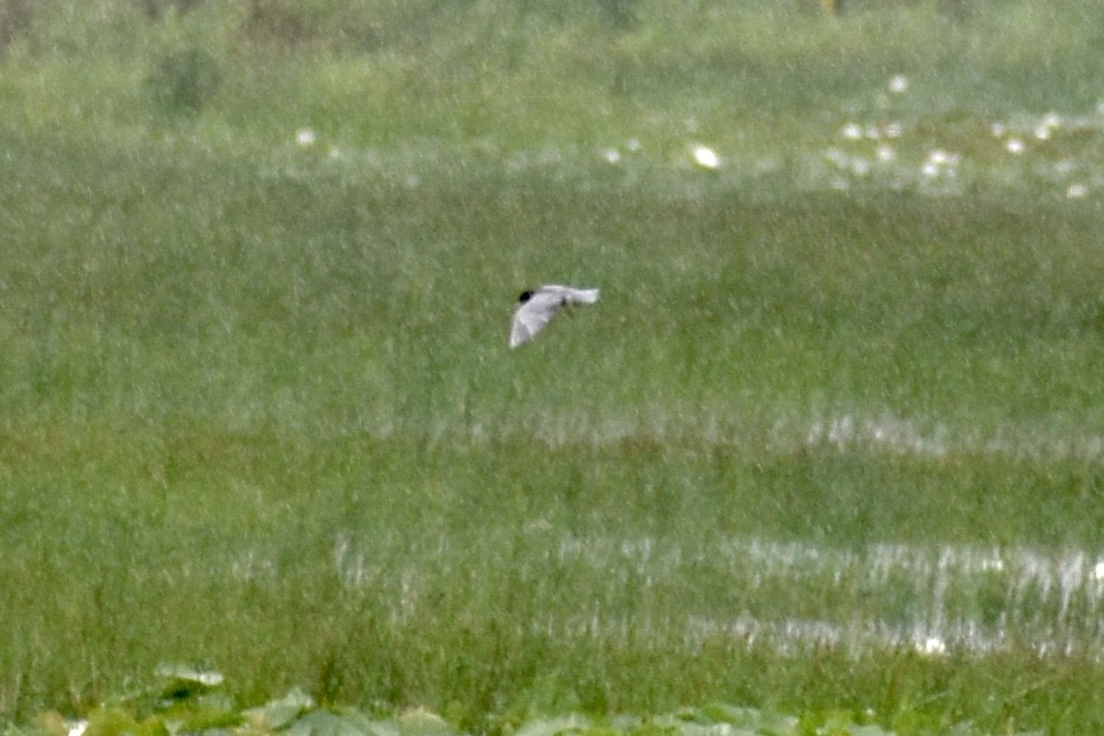 Black Tern - ML620709333