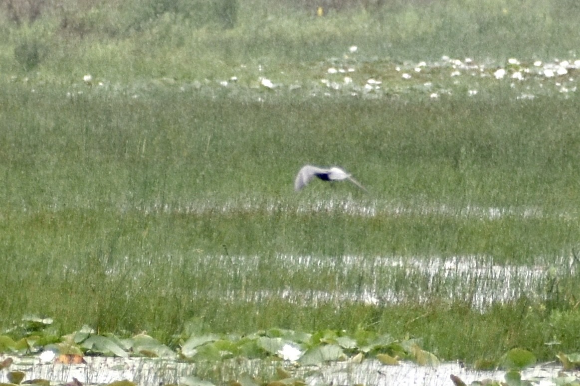 Black Tern - Joseph Trezza