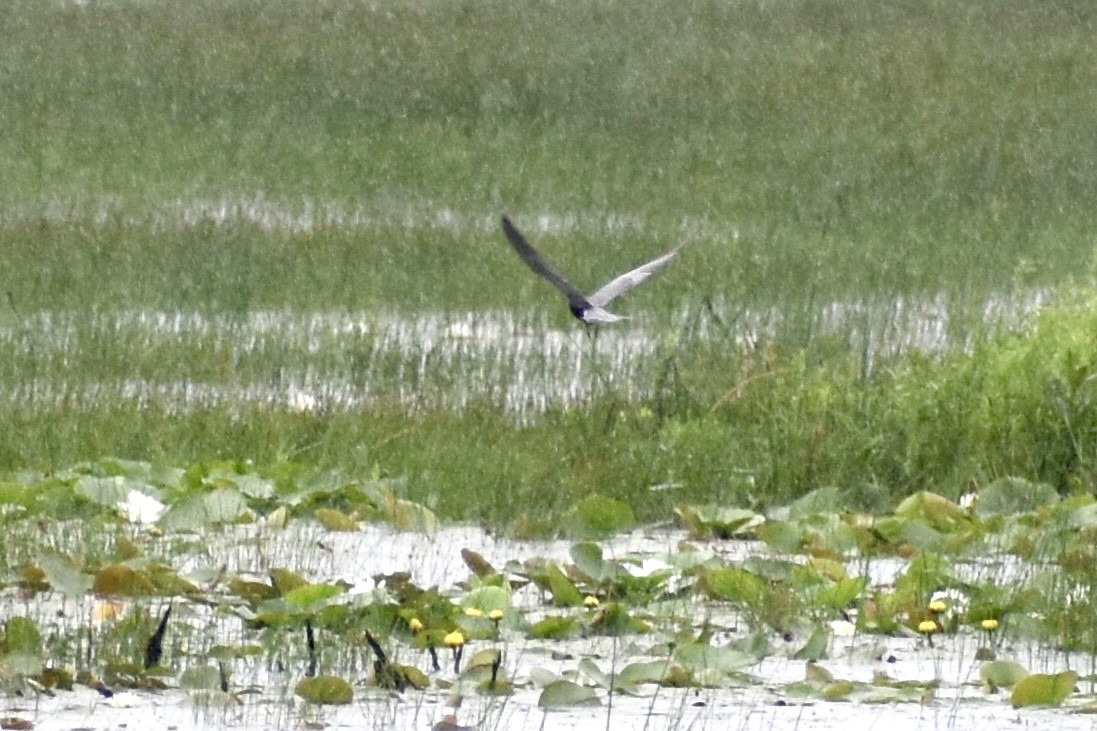 Black Tern - ML620709335