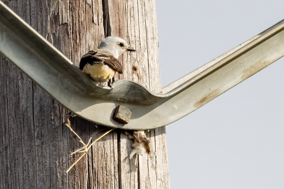 Scissor-tailed Flycatcher - ML620709336