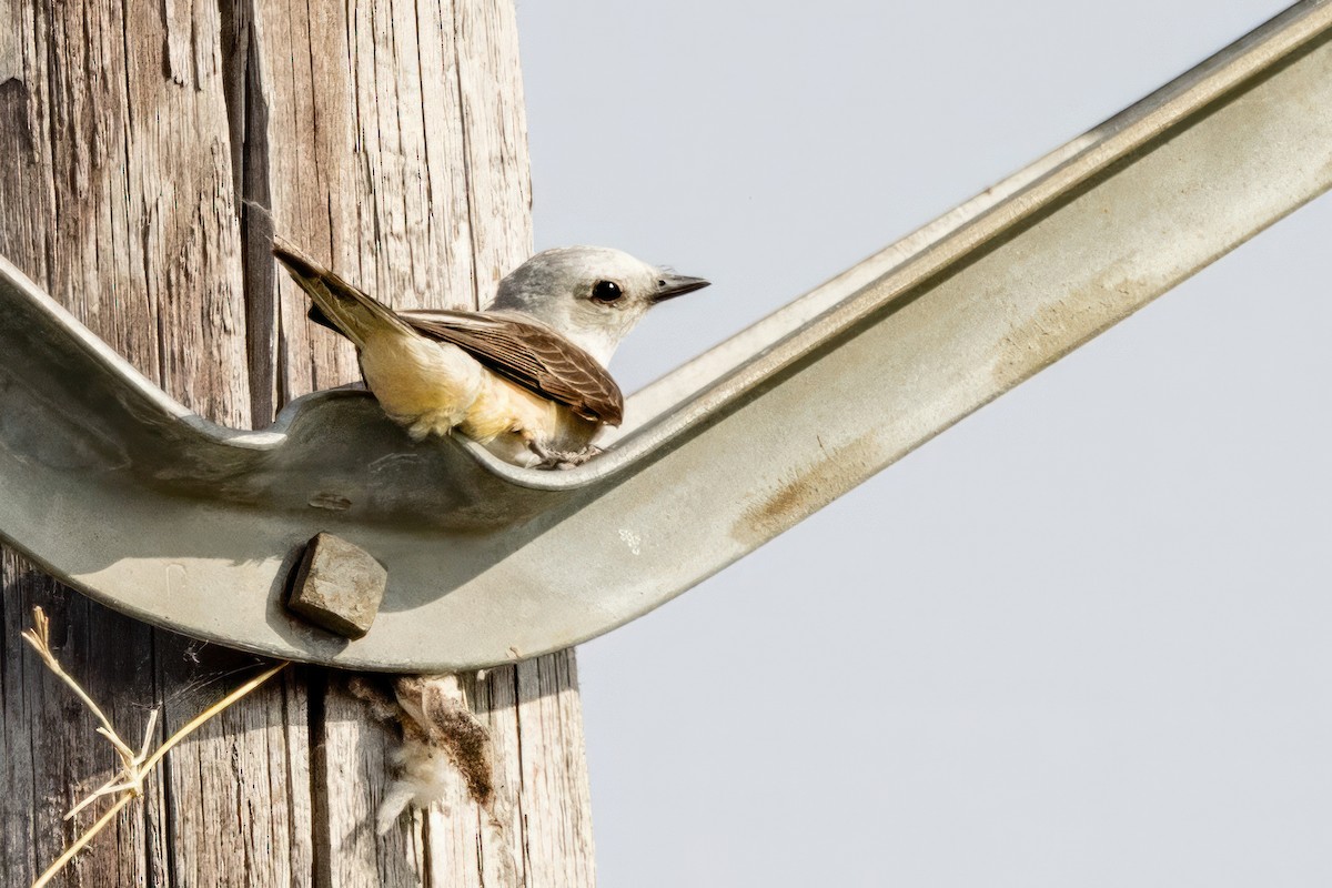 Scissor-tailed Flycatcher - ML620709342