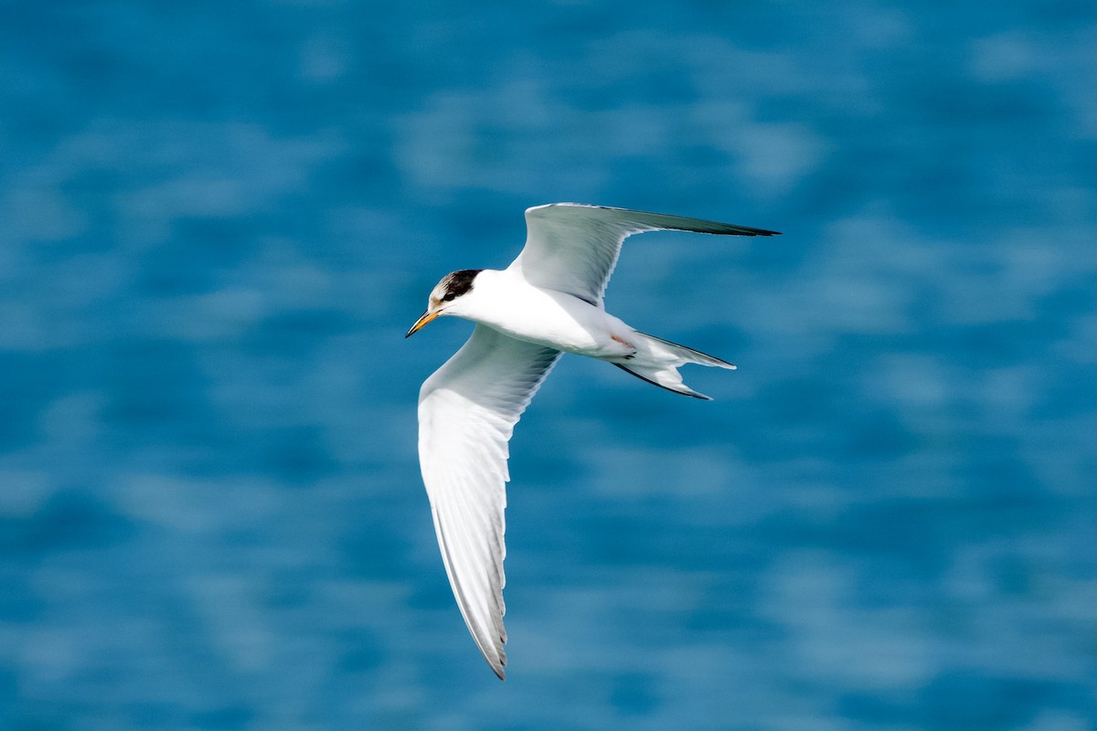 Common Tern - ML620709343