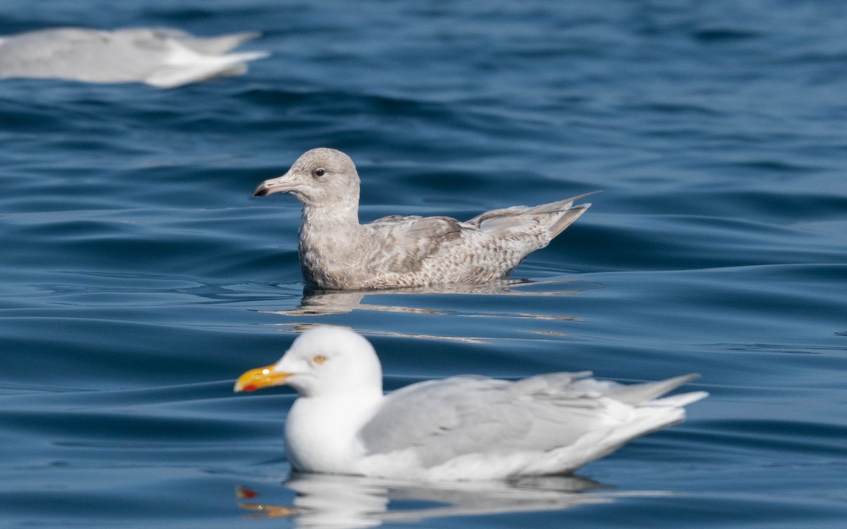 Glaucous Gull - ML620709344