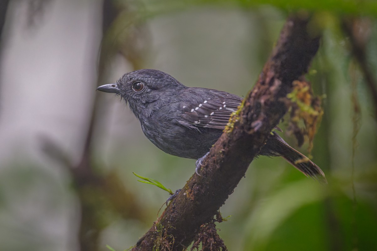 Bicolored Antvireo - Johnnier Arango 🇨🇴 theandeanbirder.com