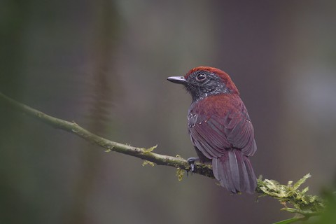 Batarito Bicolor — imagen 4
