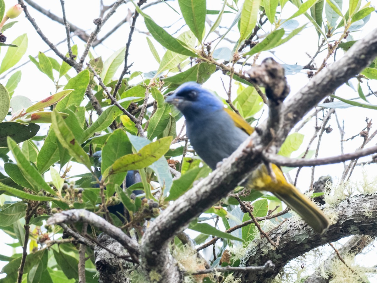 Blue-capped Tanager - ML620709348