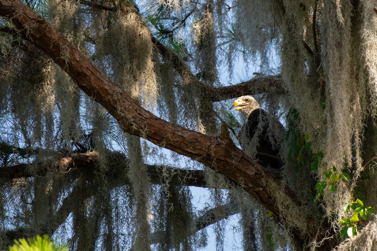 Bald Eagle - ML620709349