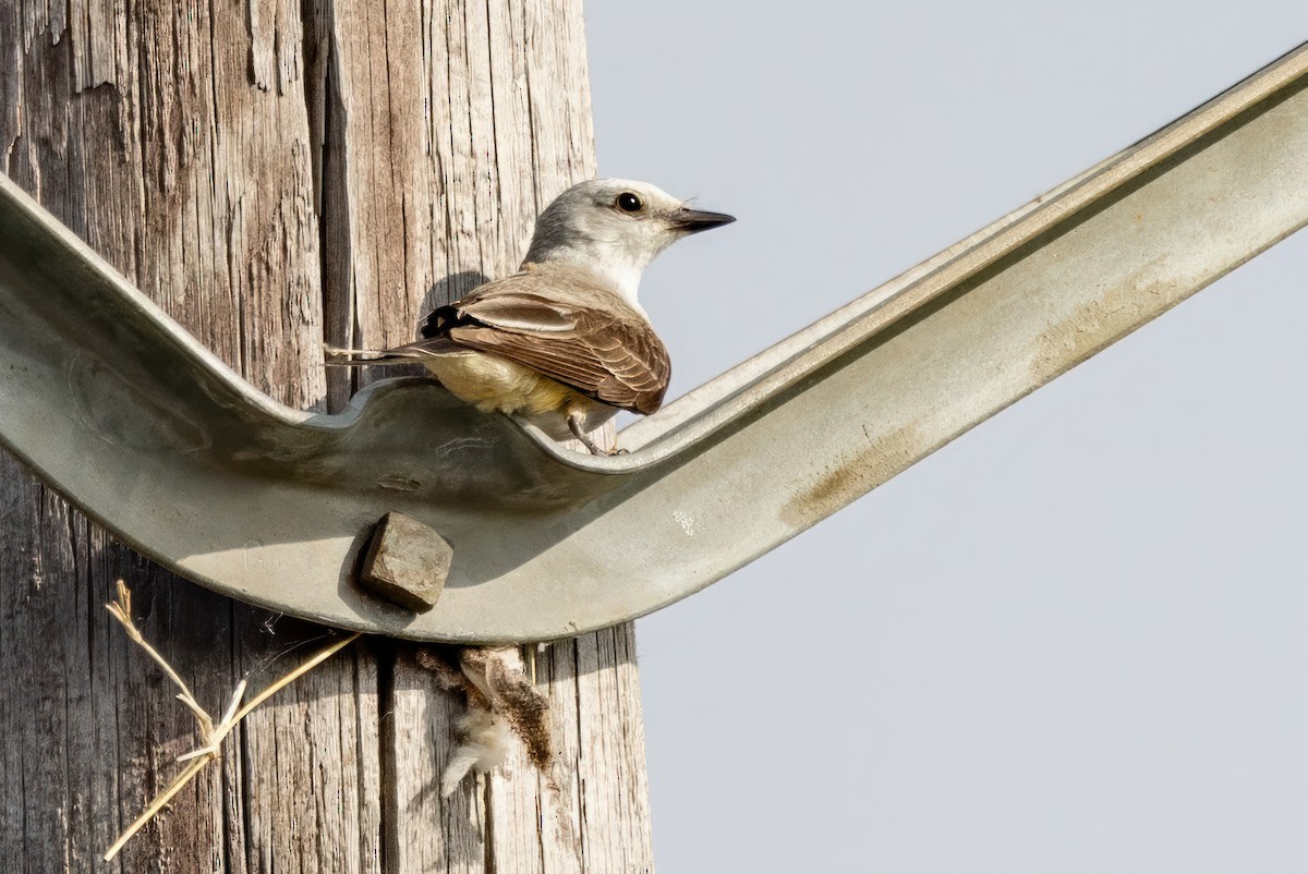 Scissor-tailed Flycatcher - ML620709351