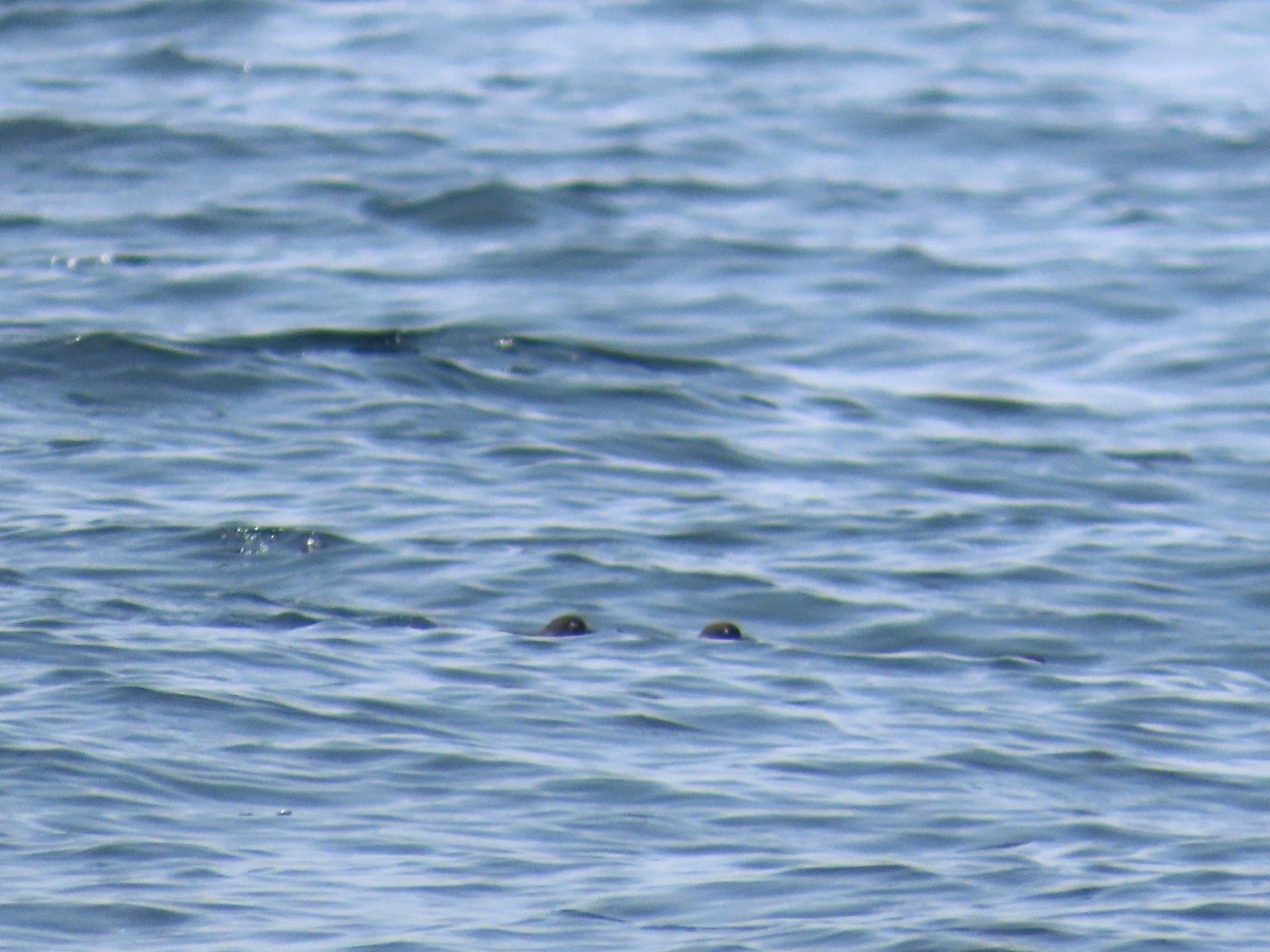 Cassin's Auklet - ML620709352