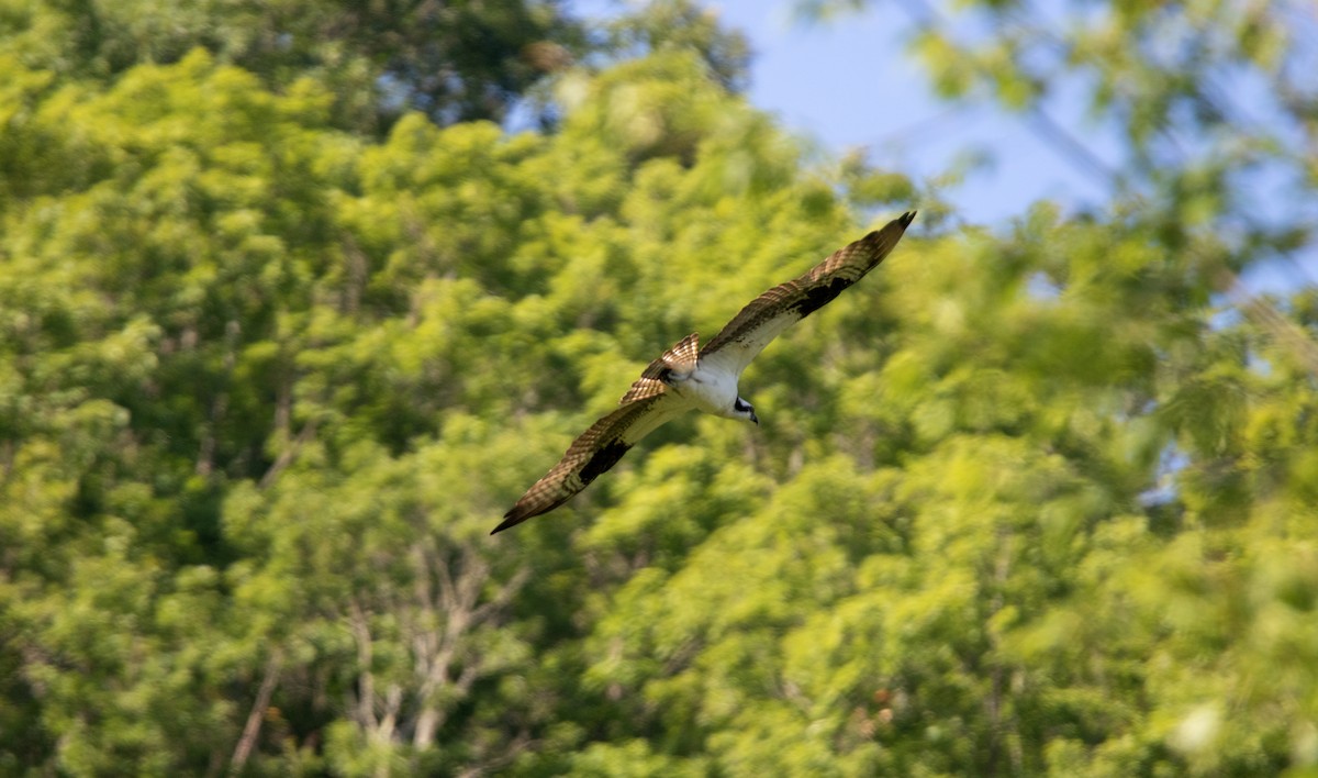 Osprey - ML620709355