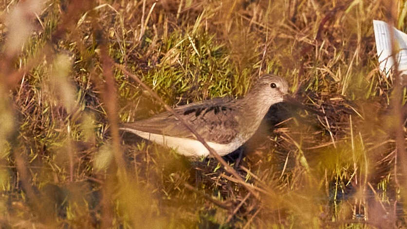 Common Sandpiper - ML620709356