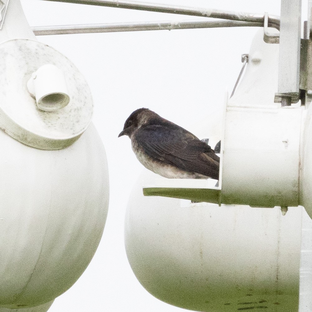 Purple Martin - ML620709357