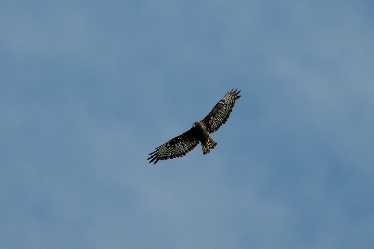 Short-tailed Hawk - ML620709360