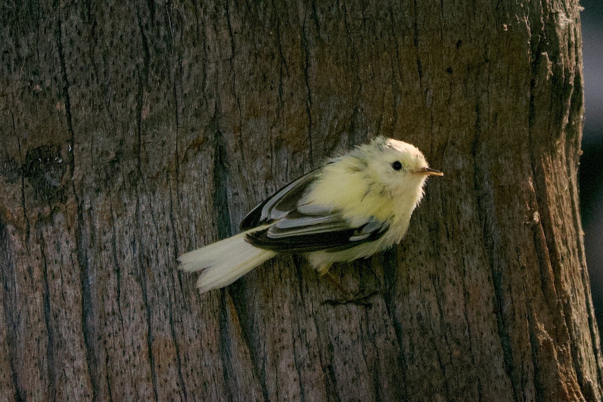 Canary Islands Chiffchaff - ML620709362