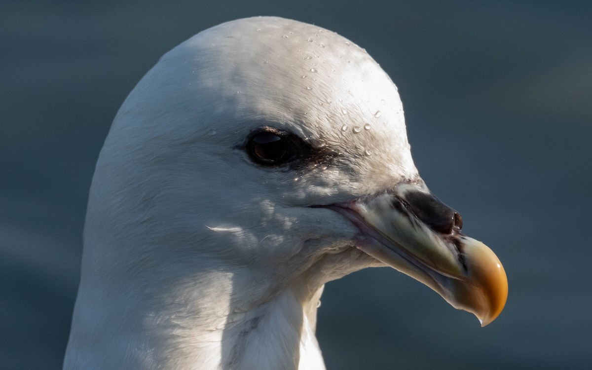 Fulmar boréal - ML620709363