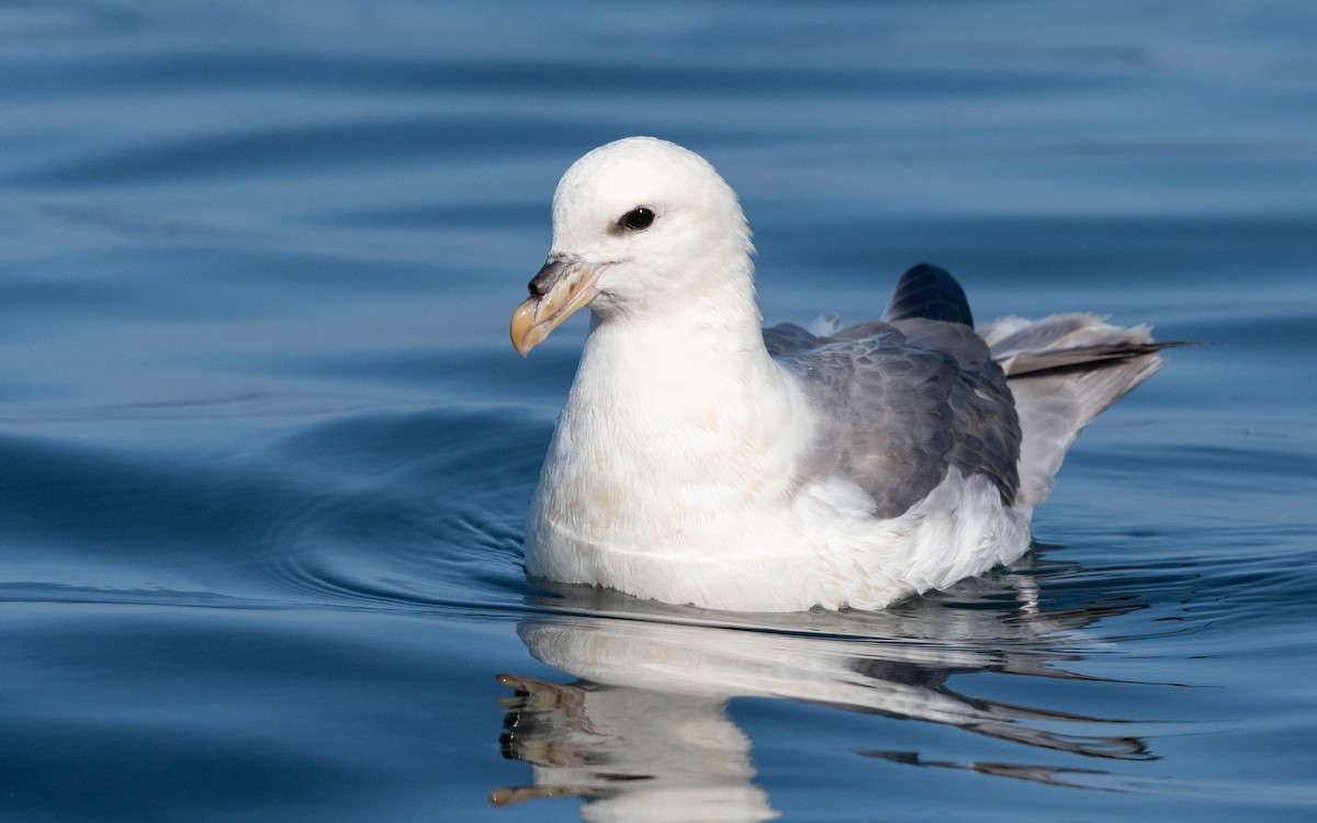 Fulmar boréal - ML620709364