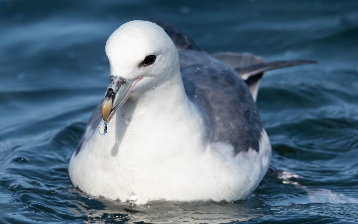 Fulmar boréal - ML620709365