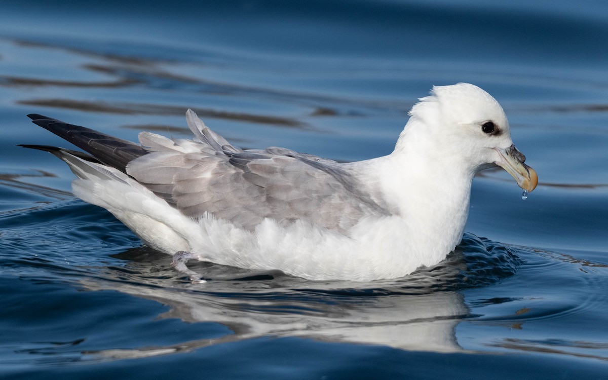 Northern Fulmar - ML620709366