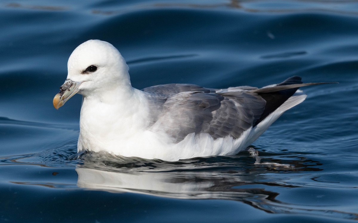 Fulmar boréal - ML620709368