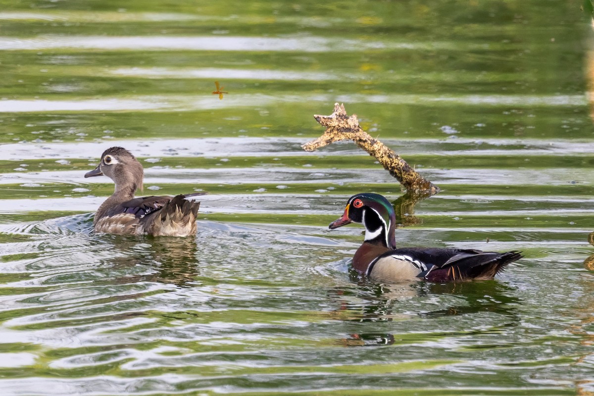 Wood Duck - ML620709370