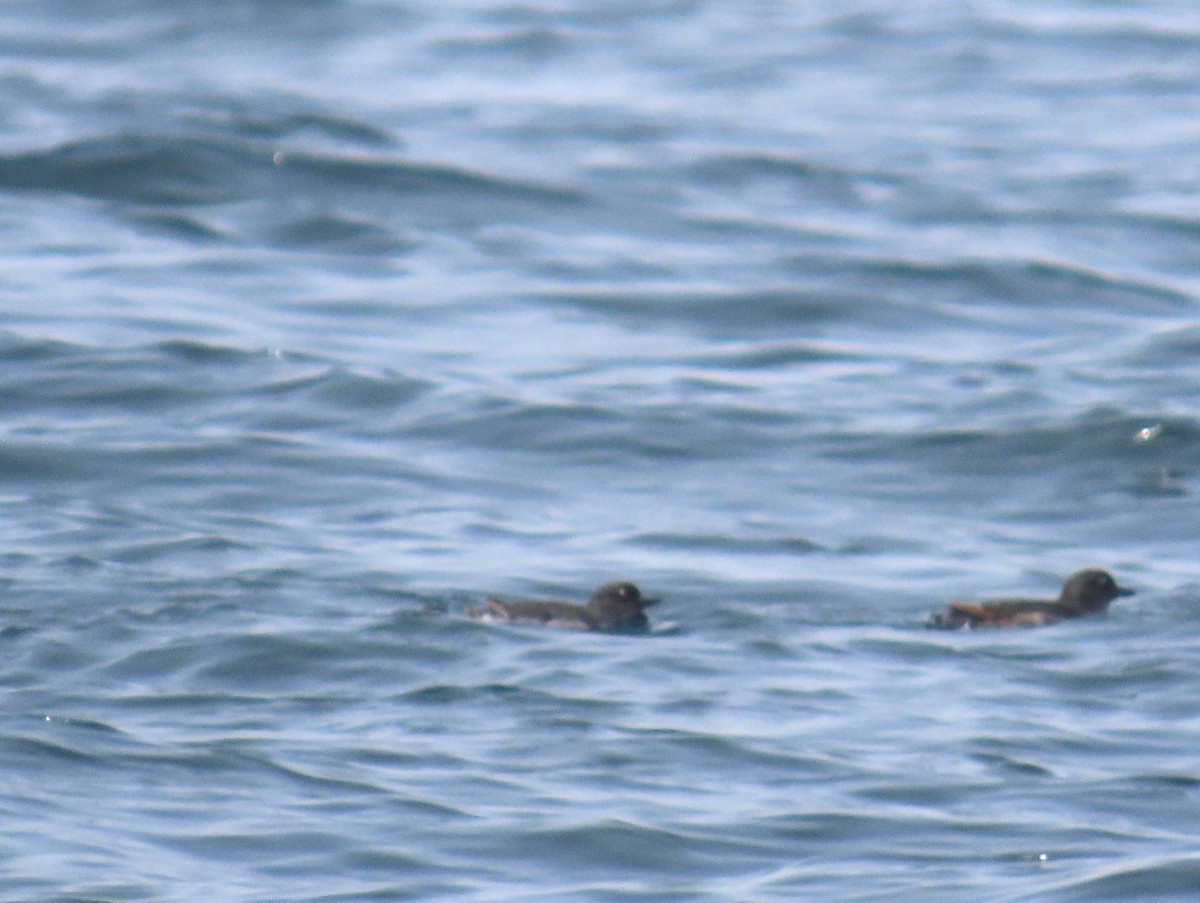 Cassin's Auklet - ML620709371