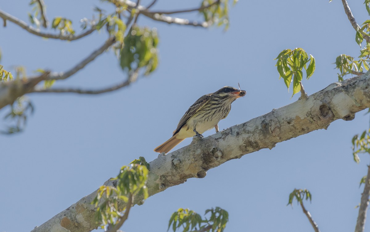 Streaked Flycatcher - ML620709377