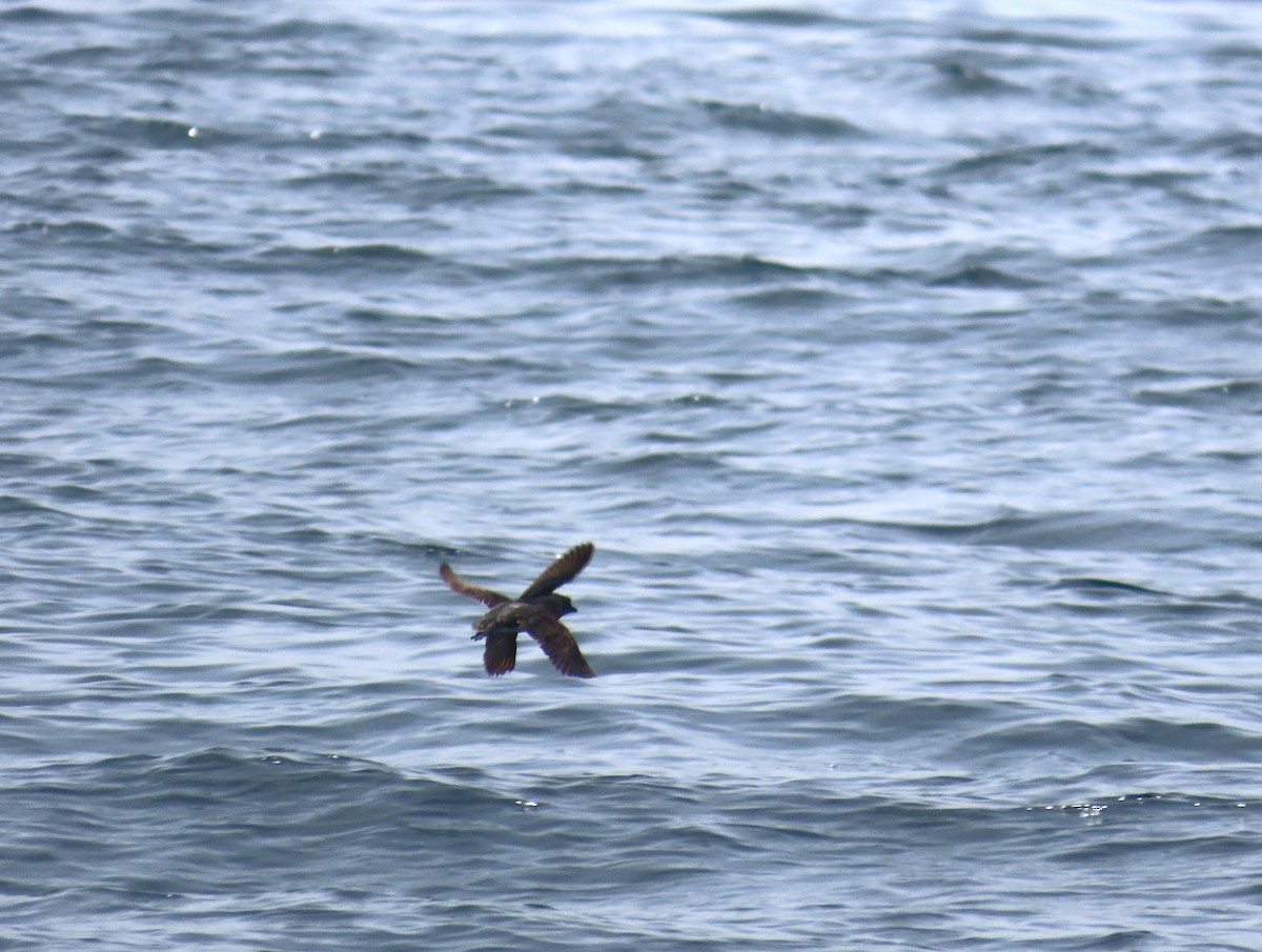 Cassin's Auklet - ML620709378