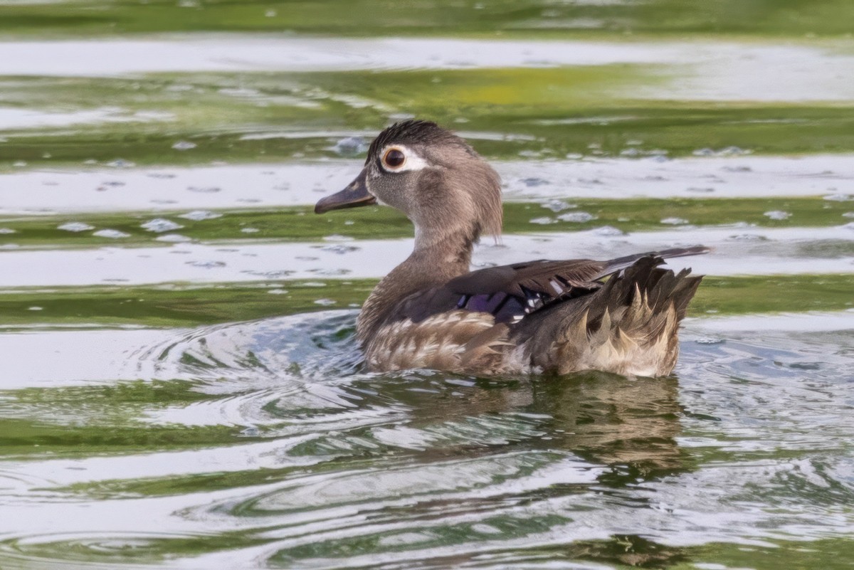 Wood Duck - ML620709379