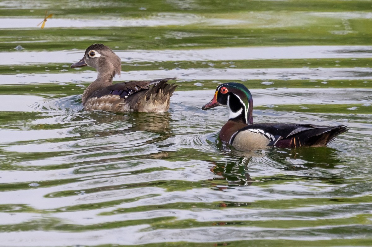 Wood Duck - ML620709380