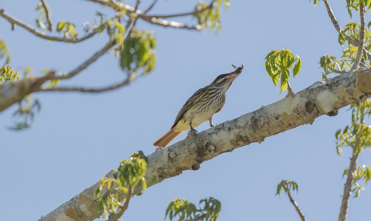 Streaked Flycatcher - ML620709381