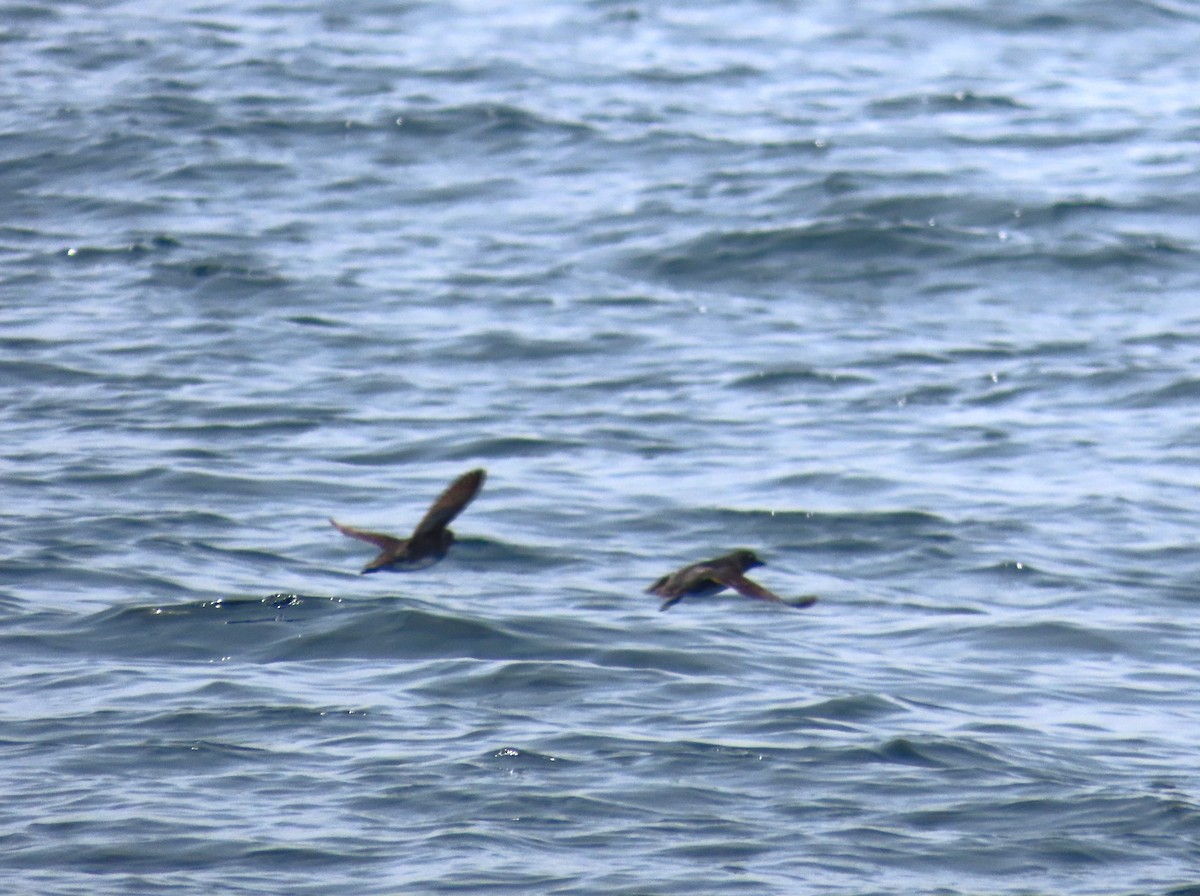 Cassin's Auklet - ML620709382