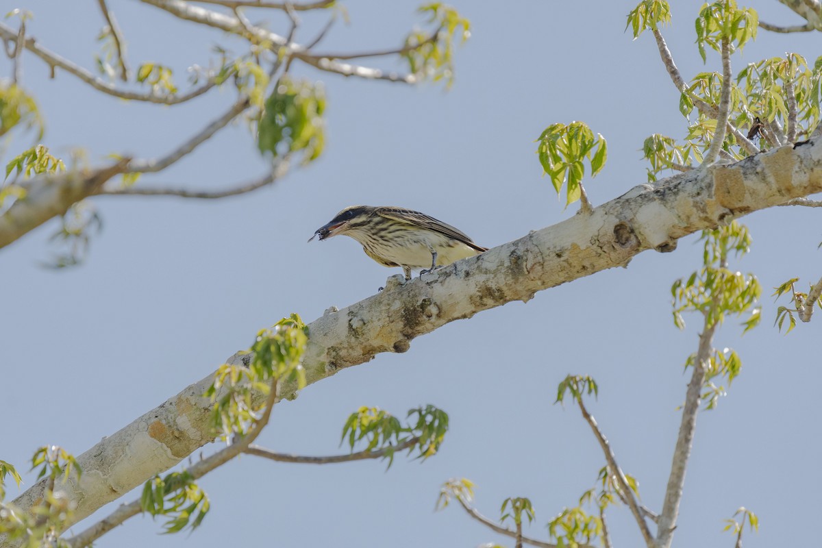 Streaked Flycatcher - ML620709389