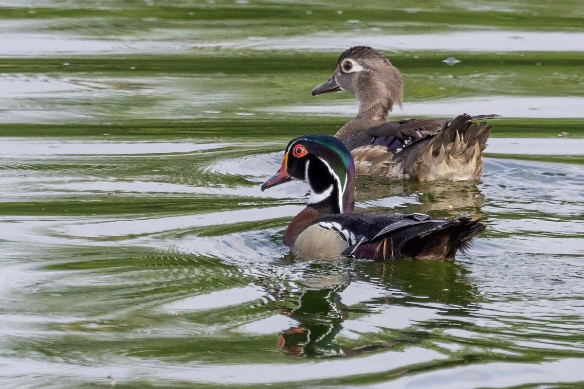 Wood Duck - ML620709391