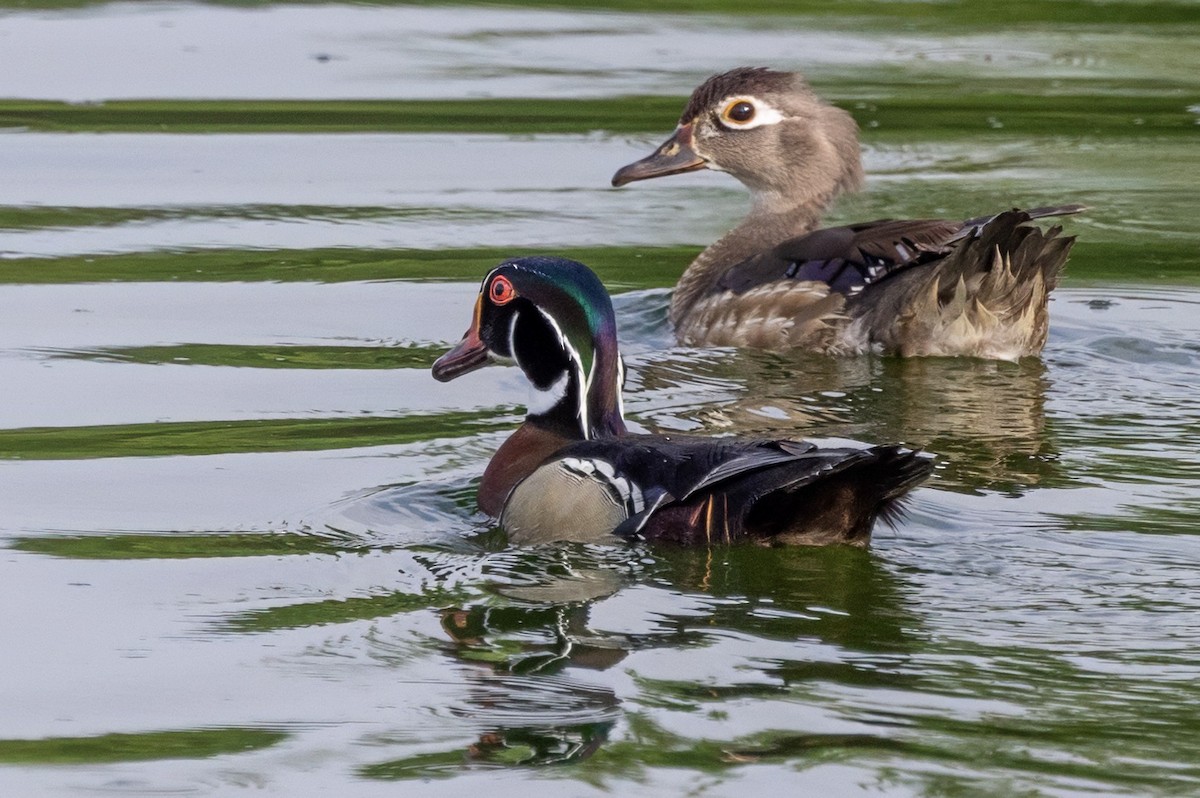 Wood Duck - ML620709398