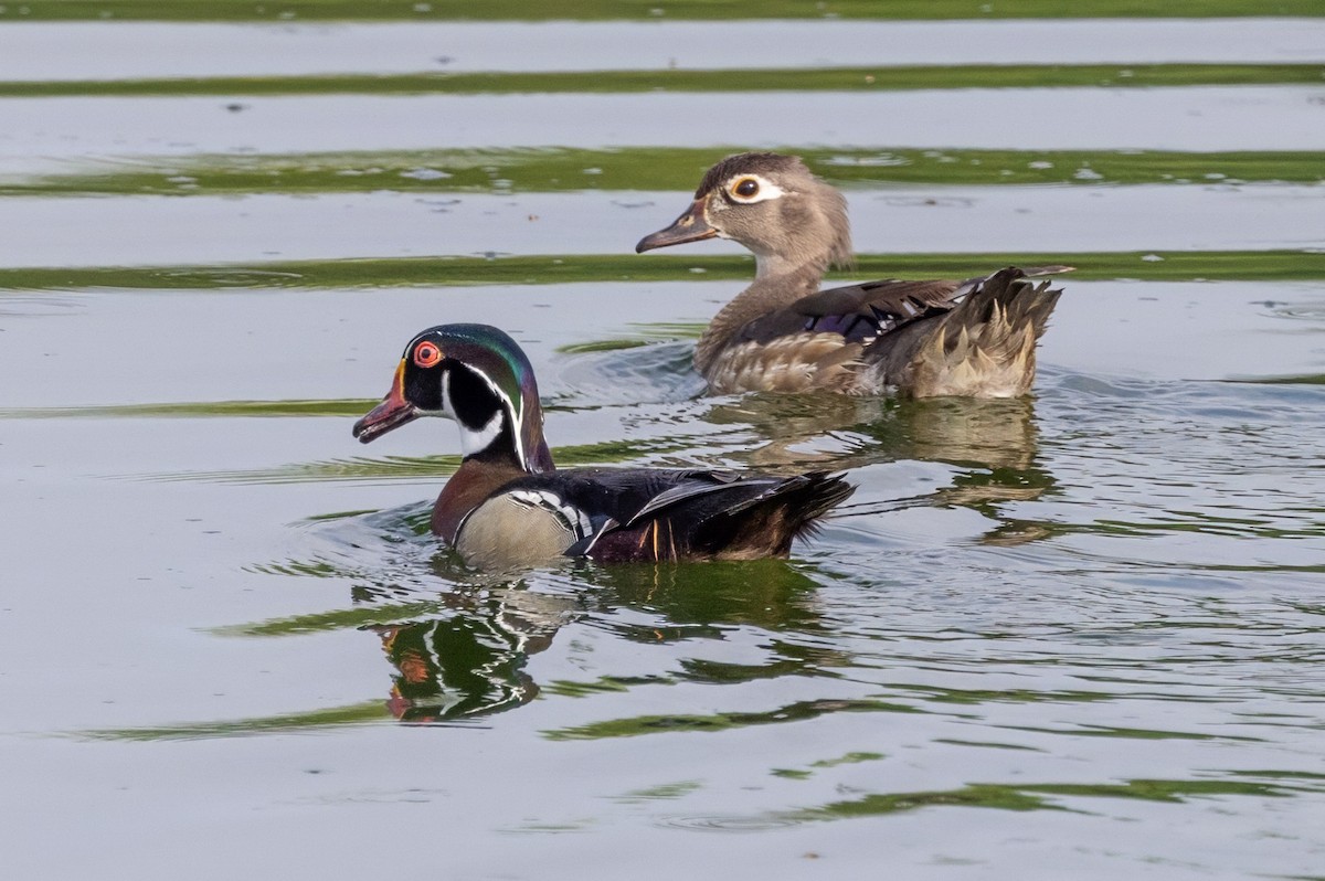 Wood Duck - ML620709410