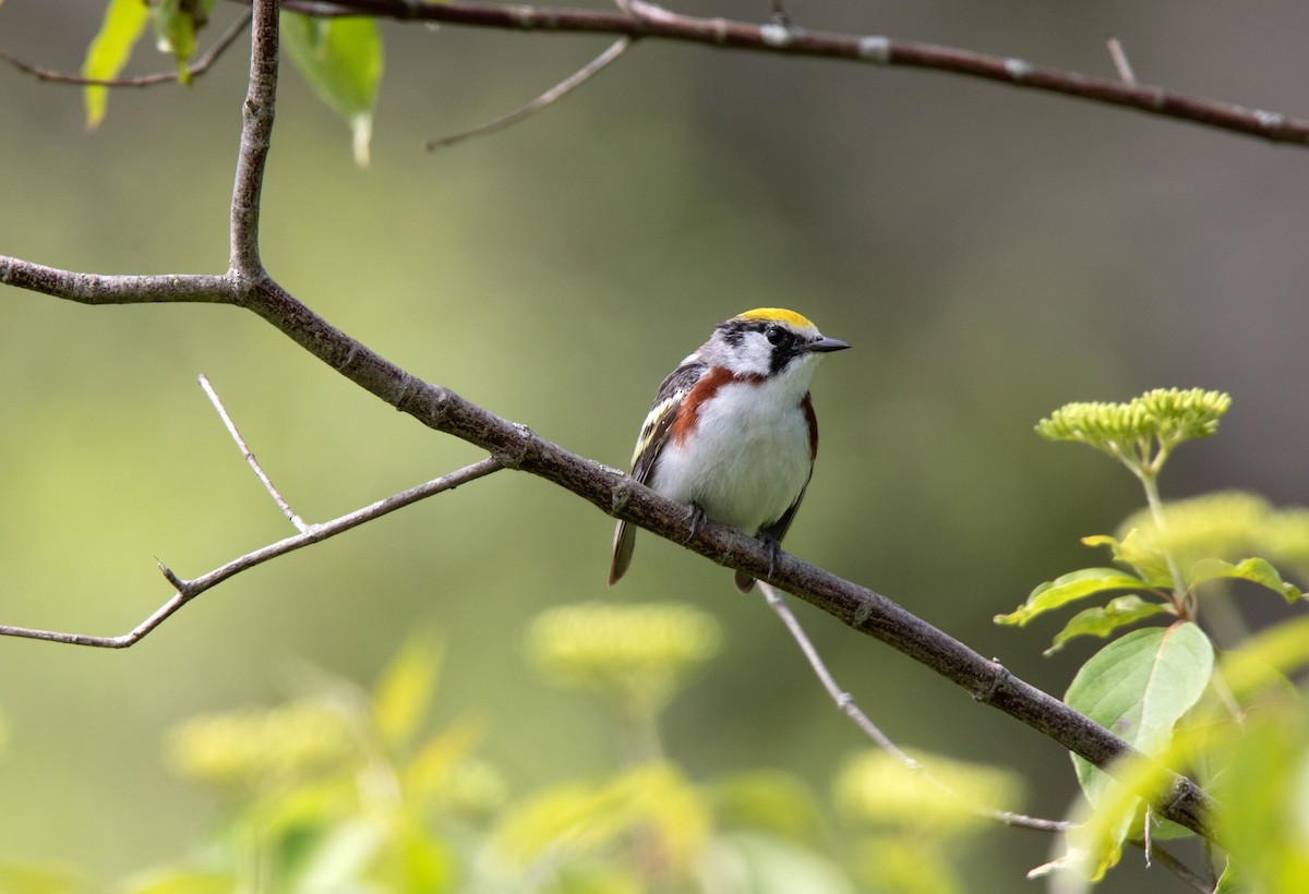 Chestnut-sided Warbler - ML620709412