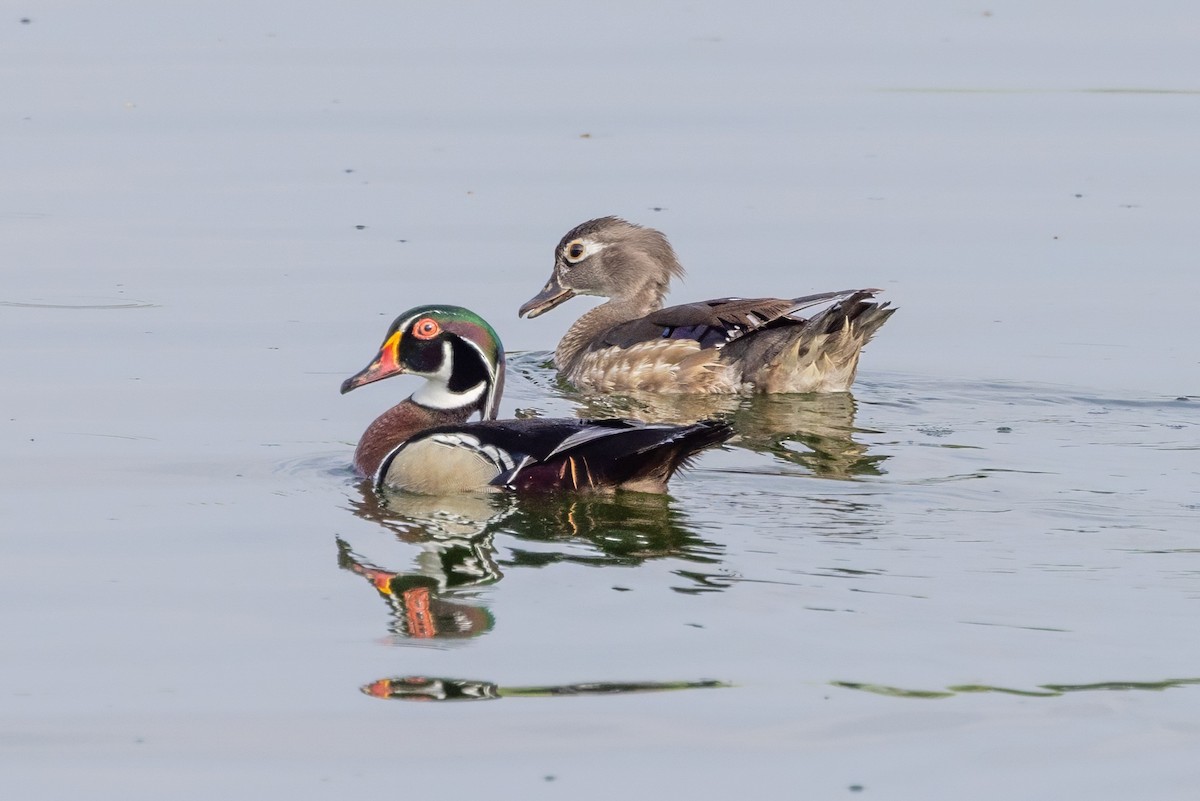 Wood Duck - ML620709416