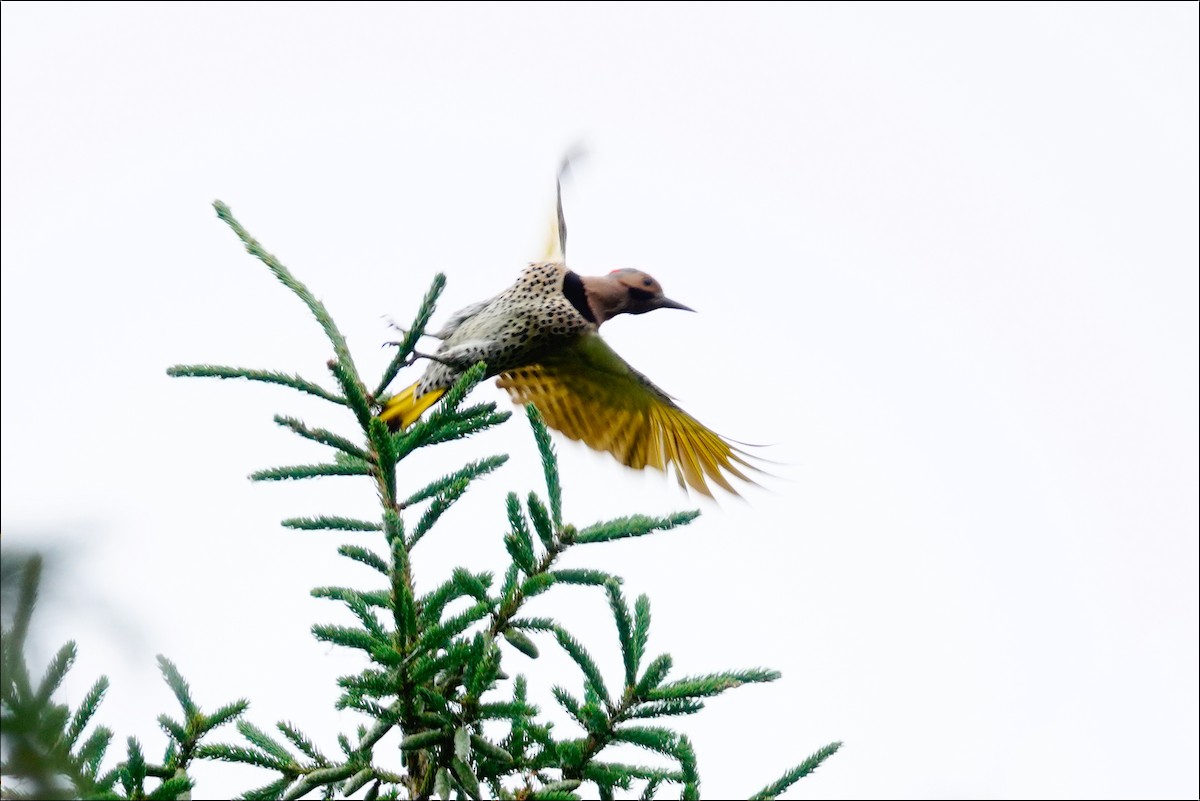 Northern Flicker - ML620709417