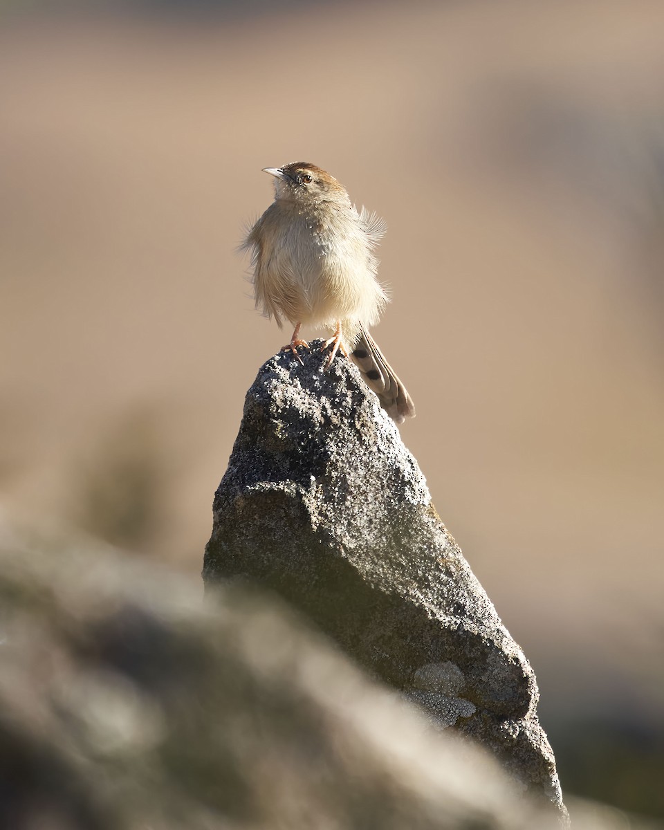 Wailing Cisticola - ML620709418