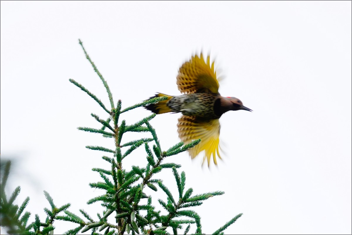 Northern Flicker - ML620709421