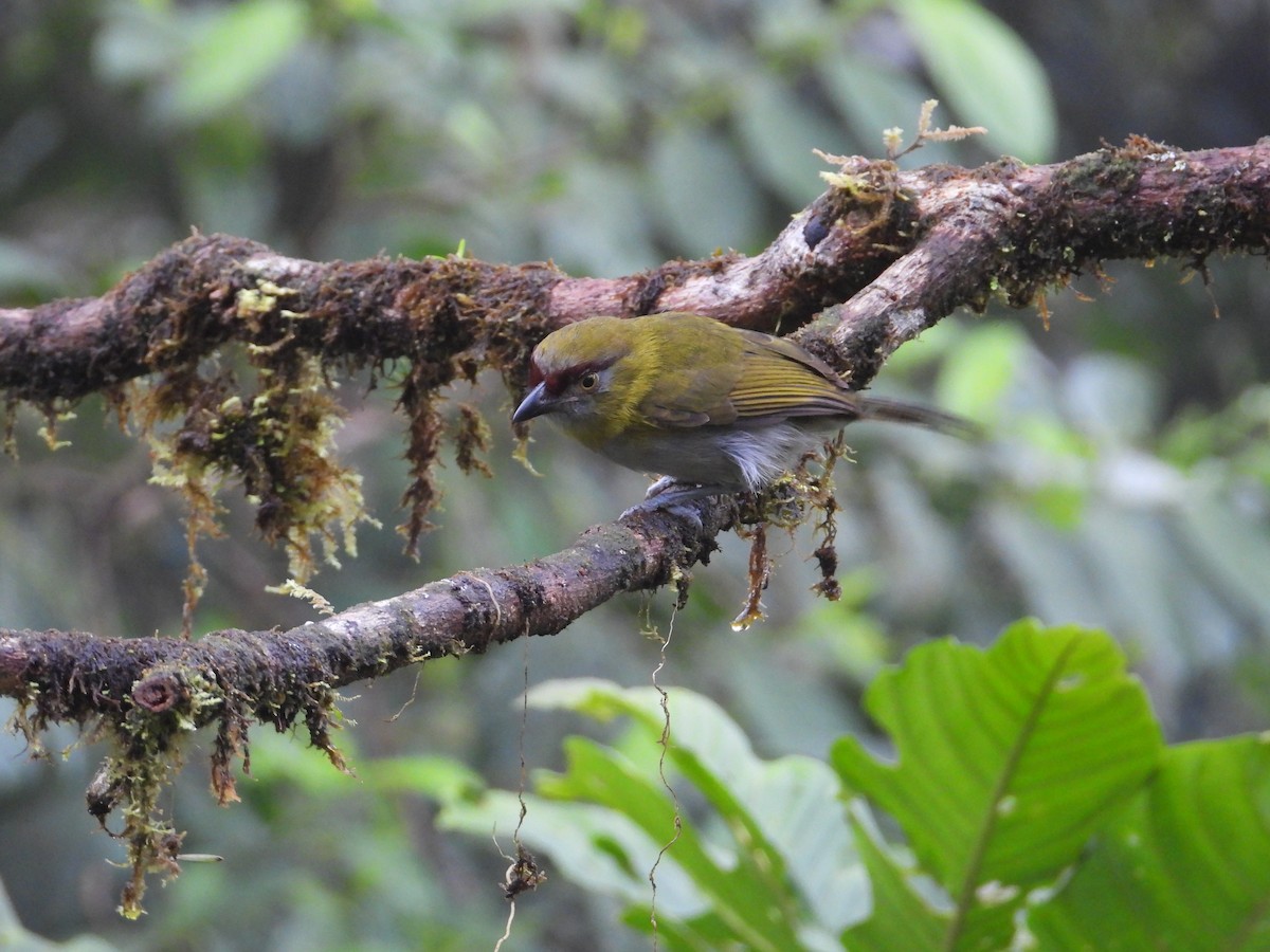 Kara Gagalı Koca Vireo - ML620709429