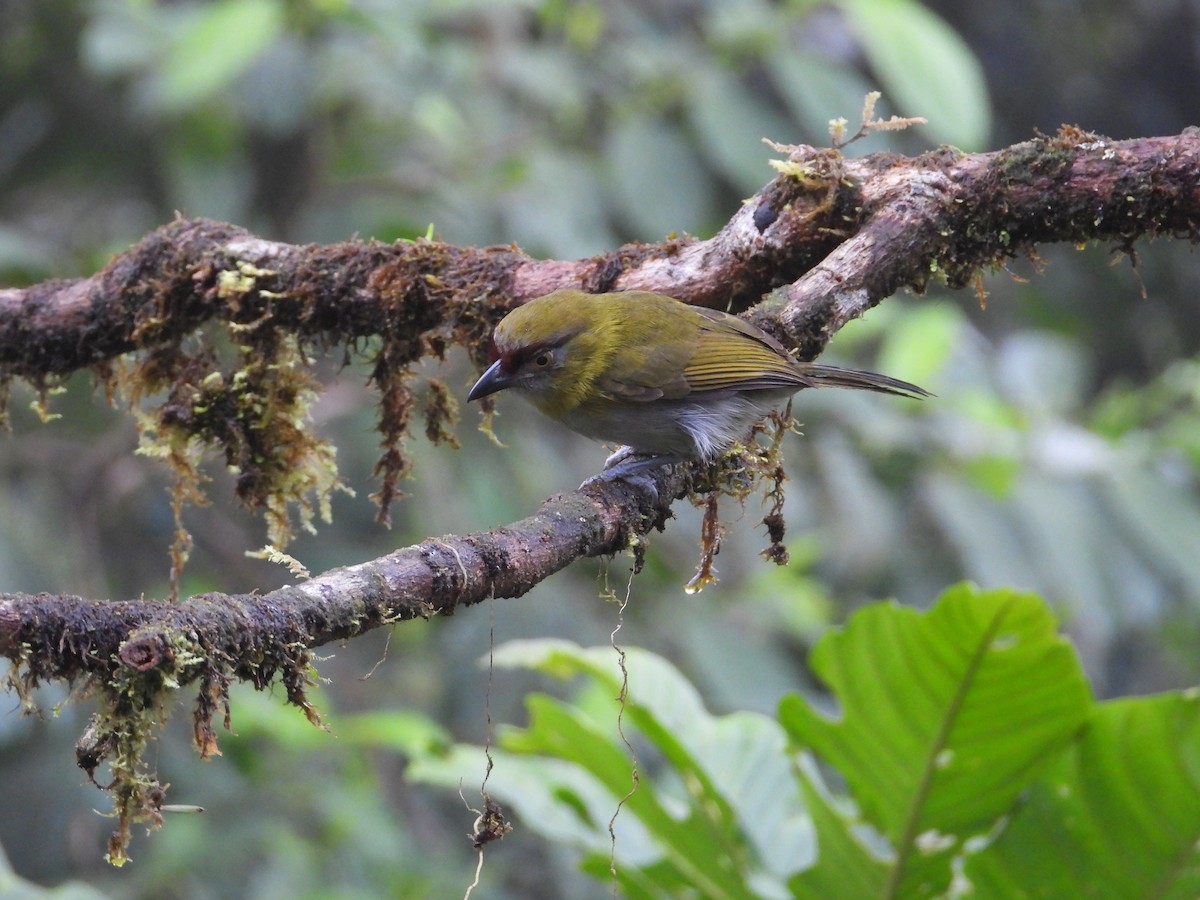 Black-billed Peppershrike - ML620709430