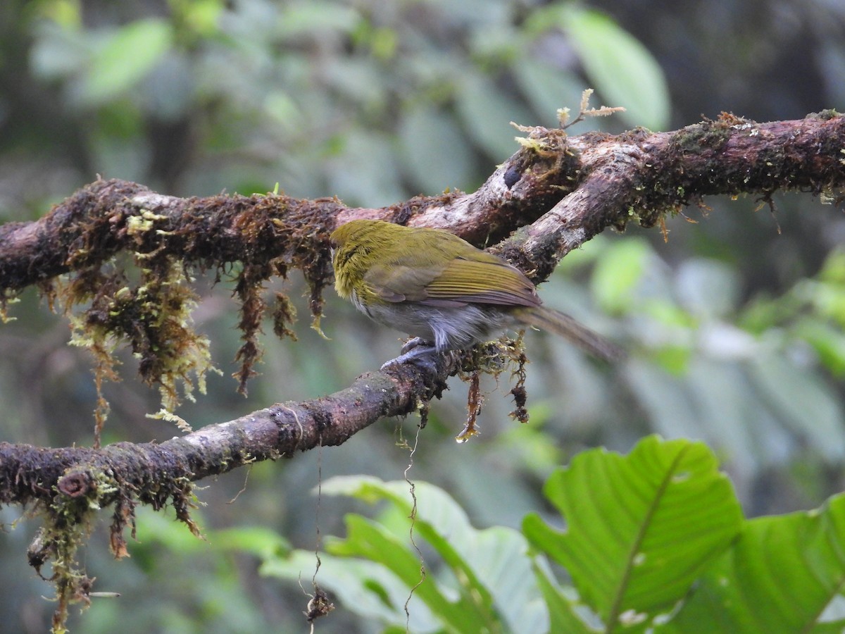 Black-billed Peppershrike - ML620709431